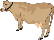 vache-marron